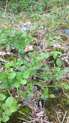 Vaccinium myrtillus