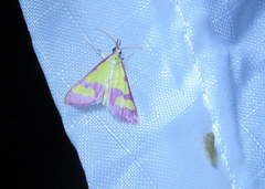 Choristostigma roseopennalis