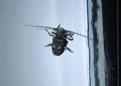 Aegomorphus modestus