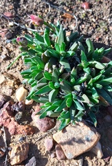 Acrodon bellidiflorus