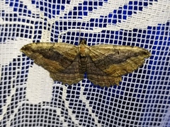 Philereme transversata