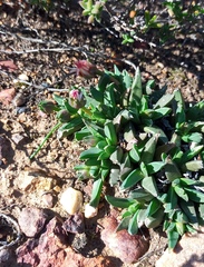 Acrodon bellidiflorus