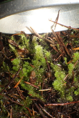 Goebelobryum