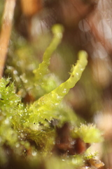 Goebelobryum