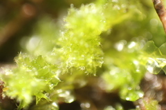 Goebelobryum