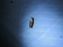 Euzophera ostricolorella