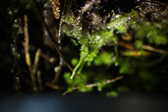 Goebelobryum