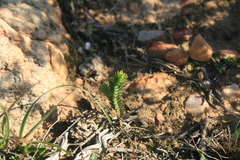 Crassula ericoides