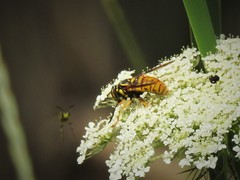 Spilomyia alcimus