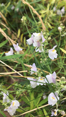 Linaria repens
