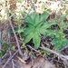 Chlorophytum crispum - Photo (c) Steven Molteno, algunos derechos reservados (CC BY-NC), subido por Steven Molteno