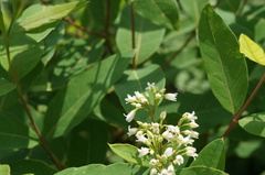 Apocynum × floribundum