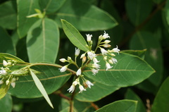 Apocynum × floribundum