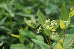 Apocynum × floribundum