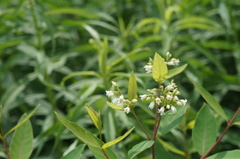 Apocynum × floribundum