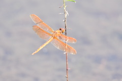 Libellula auripennis