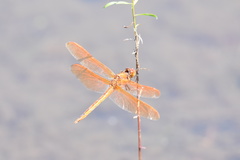 Libellula auripennis