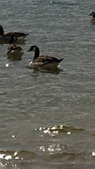 Branta canadensis