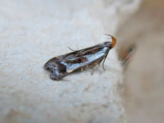Dichomeris ochripalpella