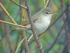 Acrocephalus palustris