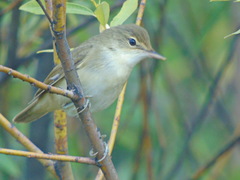 Acrocephalus palustris