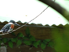 Chloroceryle americana