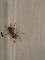 Eburia quadrigeminata