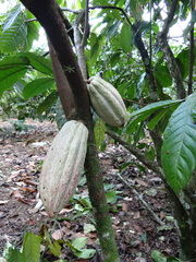 Theobroma cacao