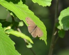 Megisto cymela cymela