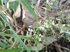 Galium humifusum