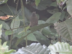 Mionectes oleagineus