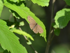 Megisto cymela cymela