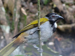 Saltator atriceps