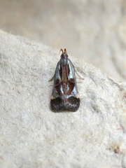 Dichomeris ochripalpella
