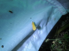 Virbia opella