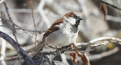 Passer domesticus