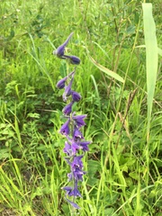Delphinium crassifolium