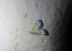 Choristostigma roseopennalis