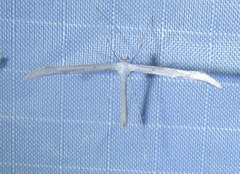 Hellinsia homodactylus