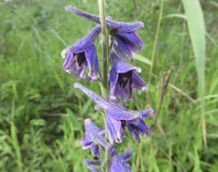 Delphinium crassifolium