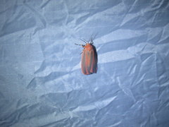 Hypoprepia miniata