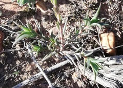 Crassula subulata subulata