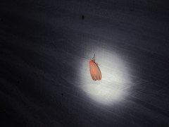 Hypoprepia miniata