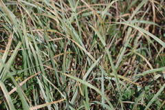 Anthoxanthum repens