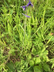 Delphinium crassifolium