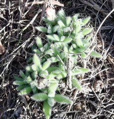 Trichodiadema strumosum