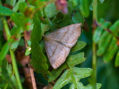 Hypena proboscidalis