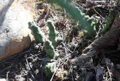 Euphorbia tridentata