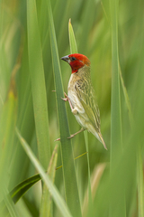Red-Headed Quelea photo 3