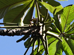 Chlorophonia occipitalis